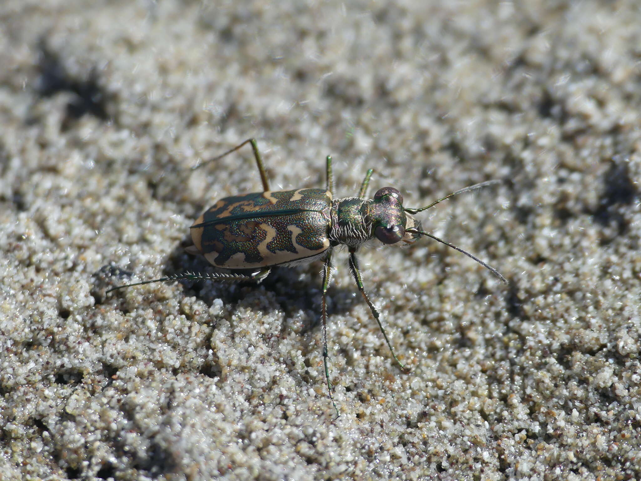 Image of Cicindela (Cicindelidia) trifasciata australis (Peña & Barria 1973)