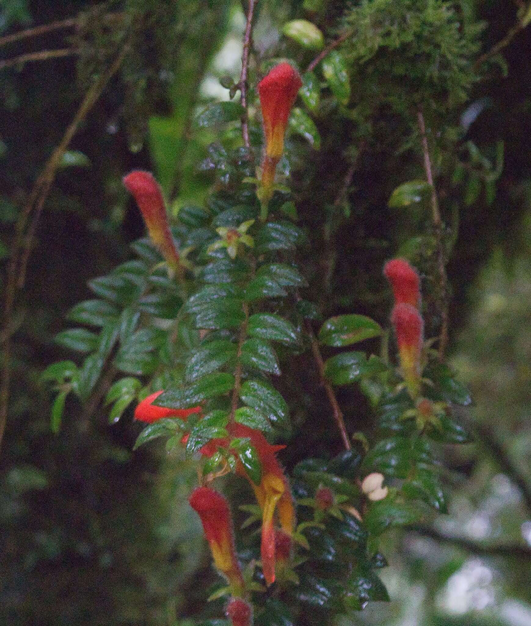 Image of Columnea microcalyx Hanst.