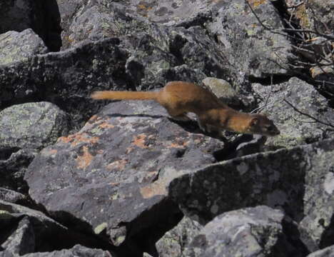 Image of Mountain Weasel