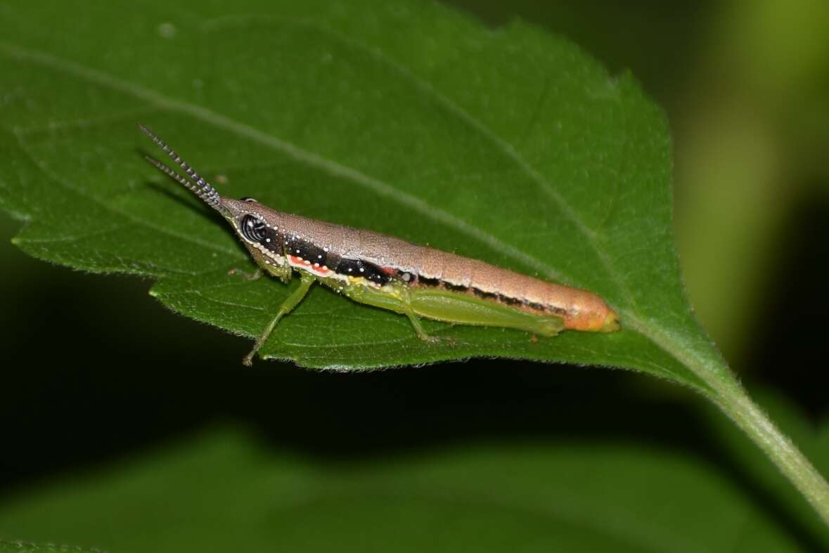 Plancia ëd Orthacris (Orthacris) ceylonica (Kirby & W. F. 1914)