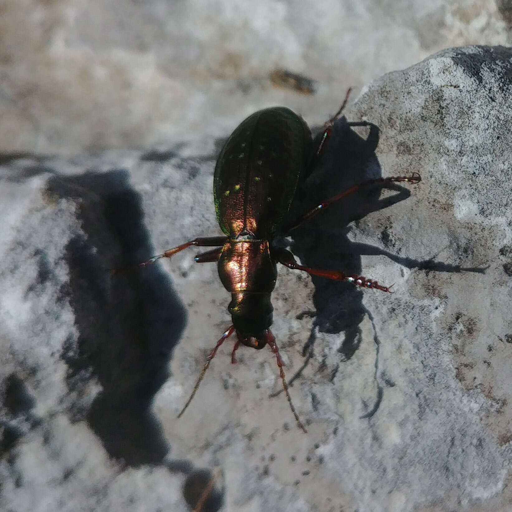 Image of Carabus (Platycarabus) fabricii Panzer 1810