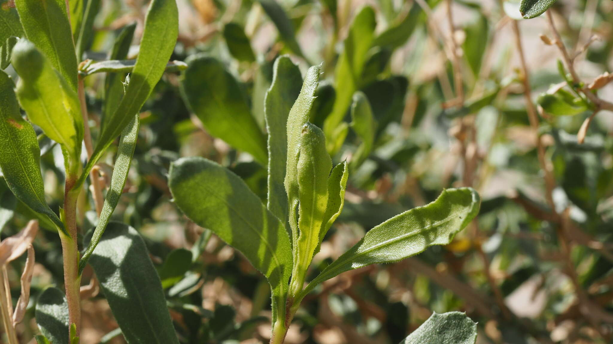 Image of alkali goldenbush