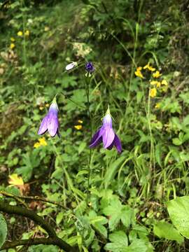 Image of Campanula patula subsp. abietina (Griseb. & Schenk) Simonk.