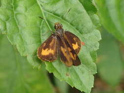 Image of Oriens californica Scudder 1872