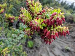 Sivun Vaccinium varingiifolium (BI.) Miq. kuva