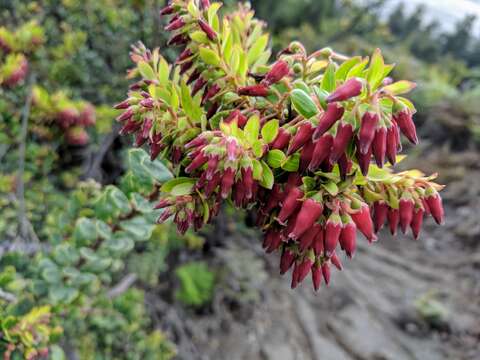 Sivun Vaccinium varingiifolium (BI.) Miq. kuva