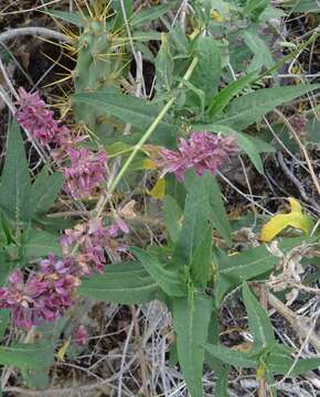 Imagem de Salvia canariensis L.