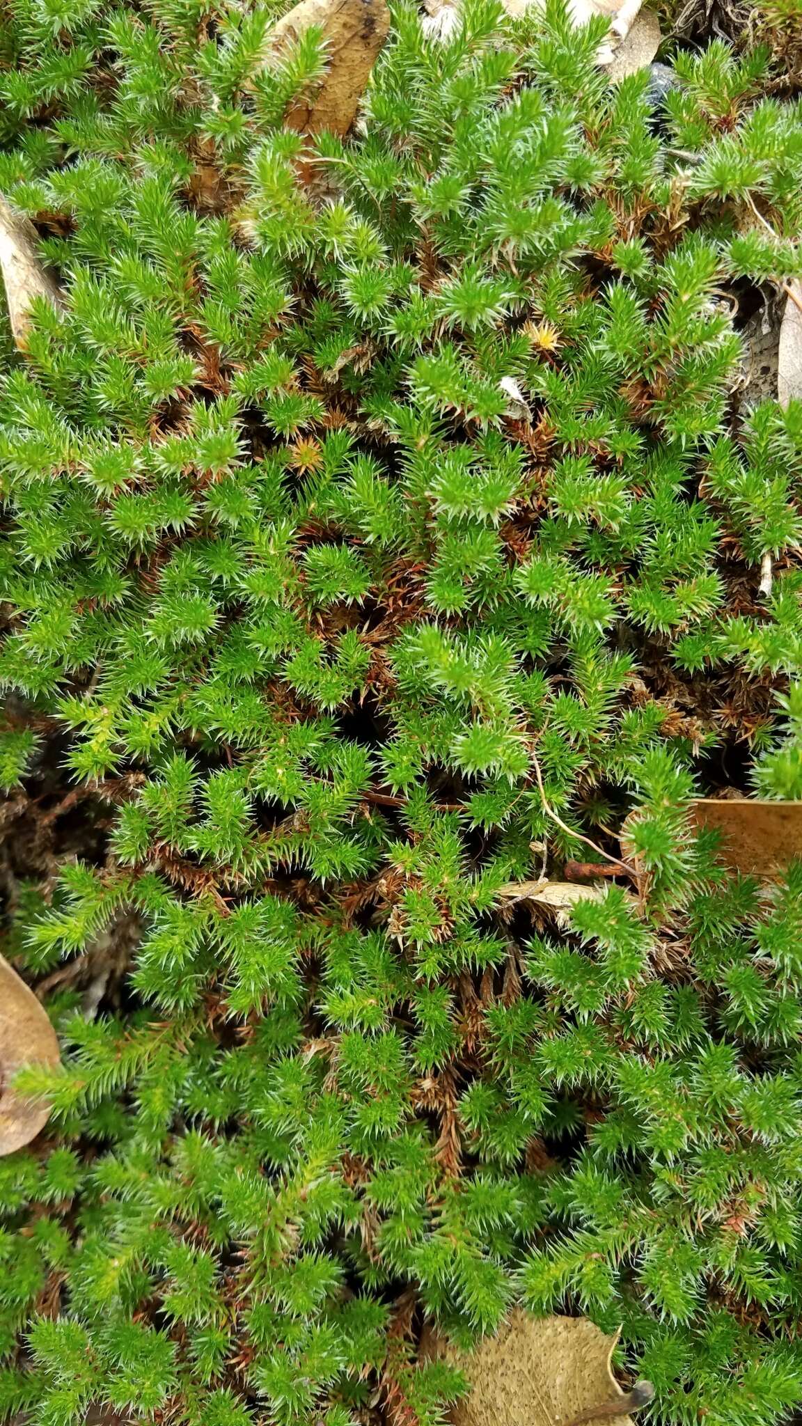 Image of Hansen's spikemoss