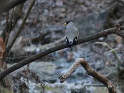 Image of Japanese Grosbeak