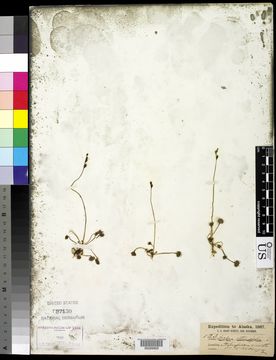 Image of Common Sundew