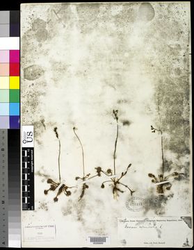 Image of Common Sundew