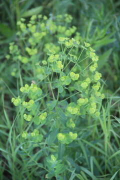 Image of leafy spurge