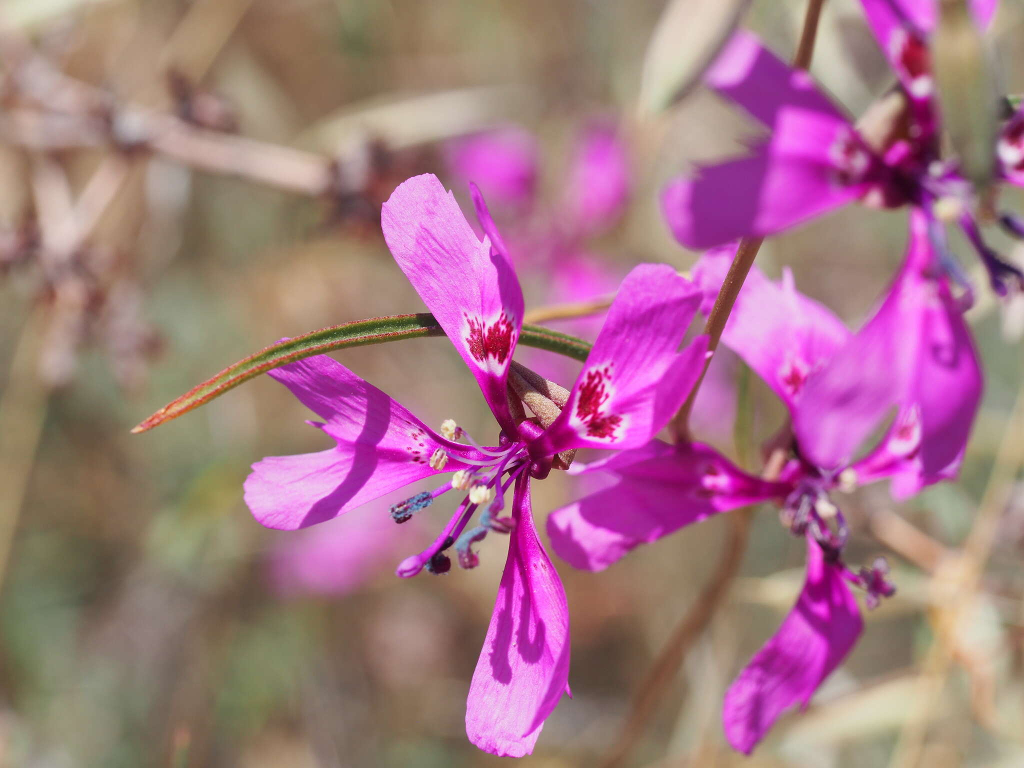 Image of gunsight clarkia