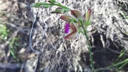 Polygala pubiflora Burch. ex DC.的圖片