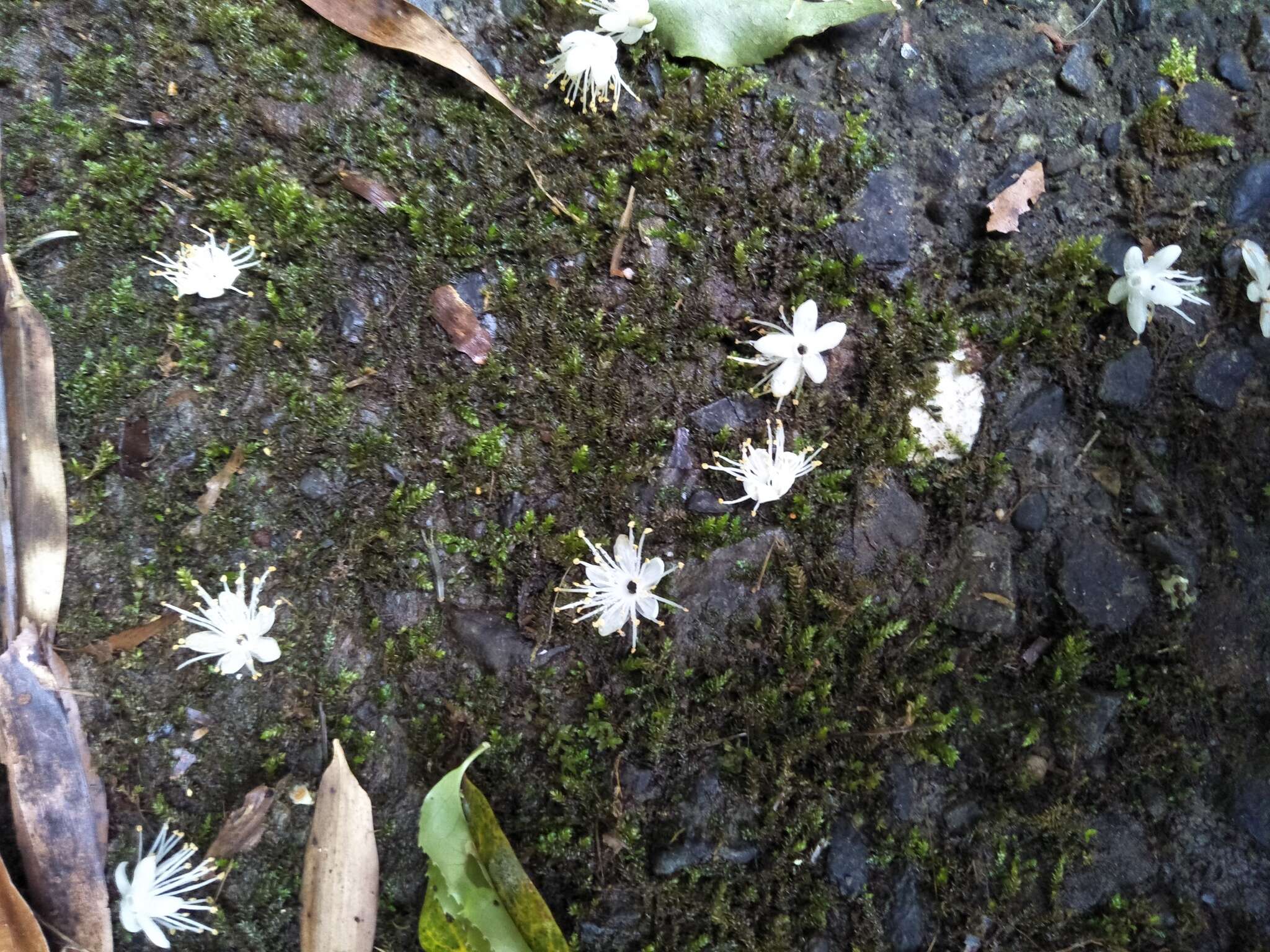 Image of Symplocos sumuntia var. modesta (Brand) Noot.