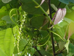Image of Dioscorea wallichii Hook. fil.