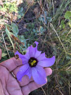 Image of showy prairie gentian