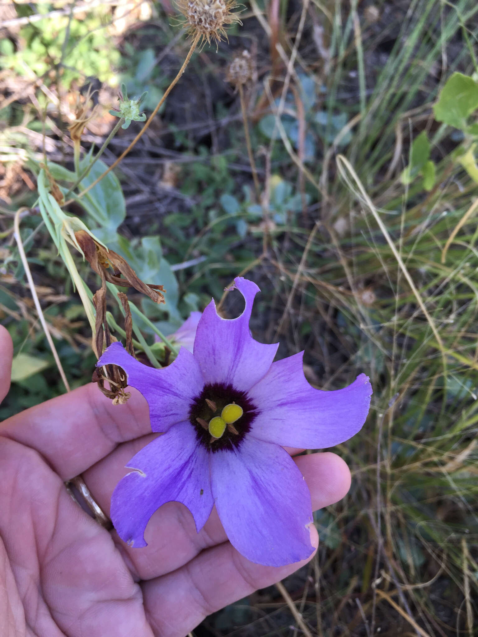 Image of showy prairie gentian