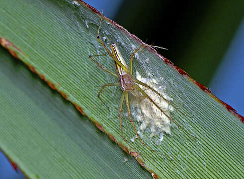 Image of Oxyopes macilentus L. Koch 1878