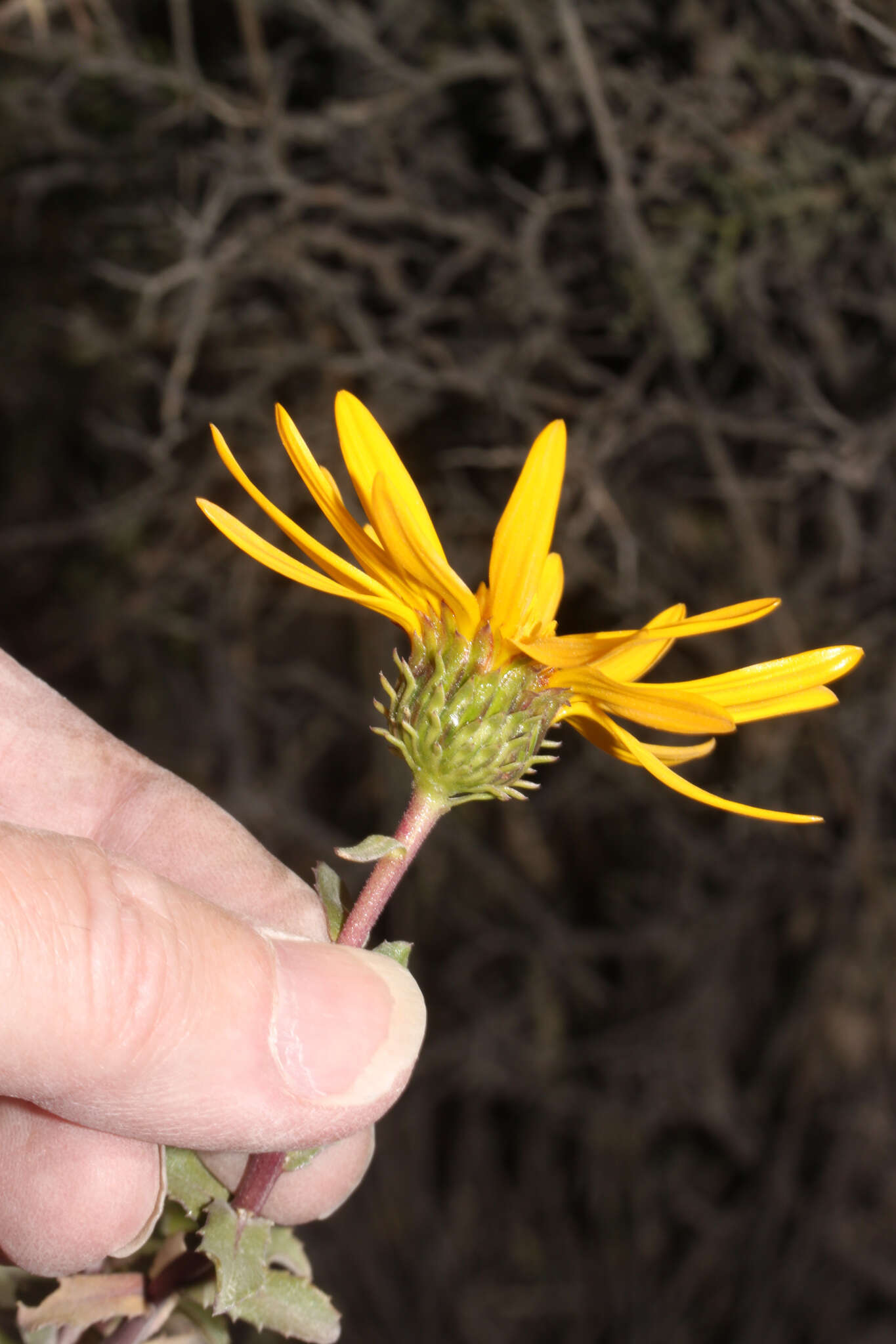 Image of Grindelia tarapacana Phil.