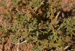 Plancia ëd Kersia foliosa var. lutea (Sond.) Roalson & J. C. Hall