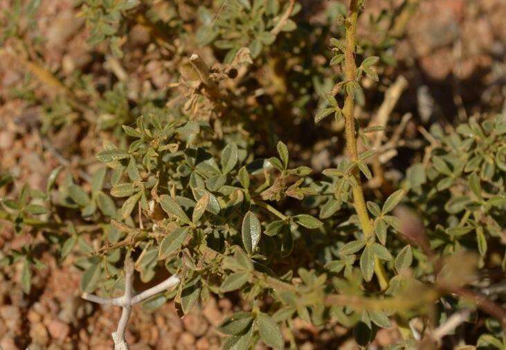 Image of Kersia foliosa var. lutea (Sond.) Roalson & J. C. Hall