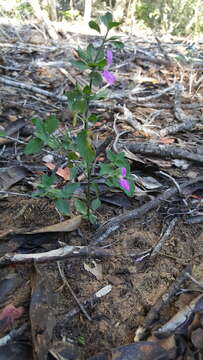 Imagem de Dicliptera quintasii Lindau