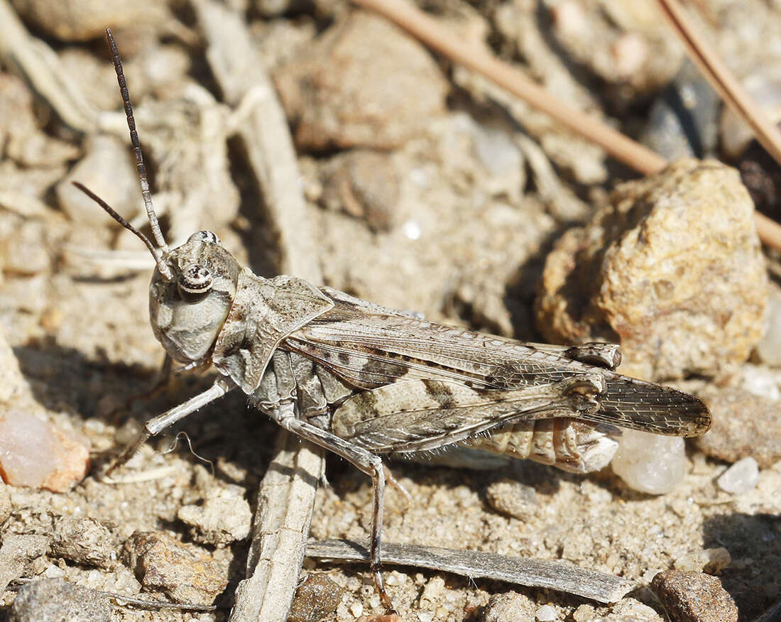 Слика од Trachyrhachys aspera Scudder & S. H. 1876