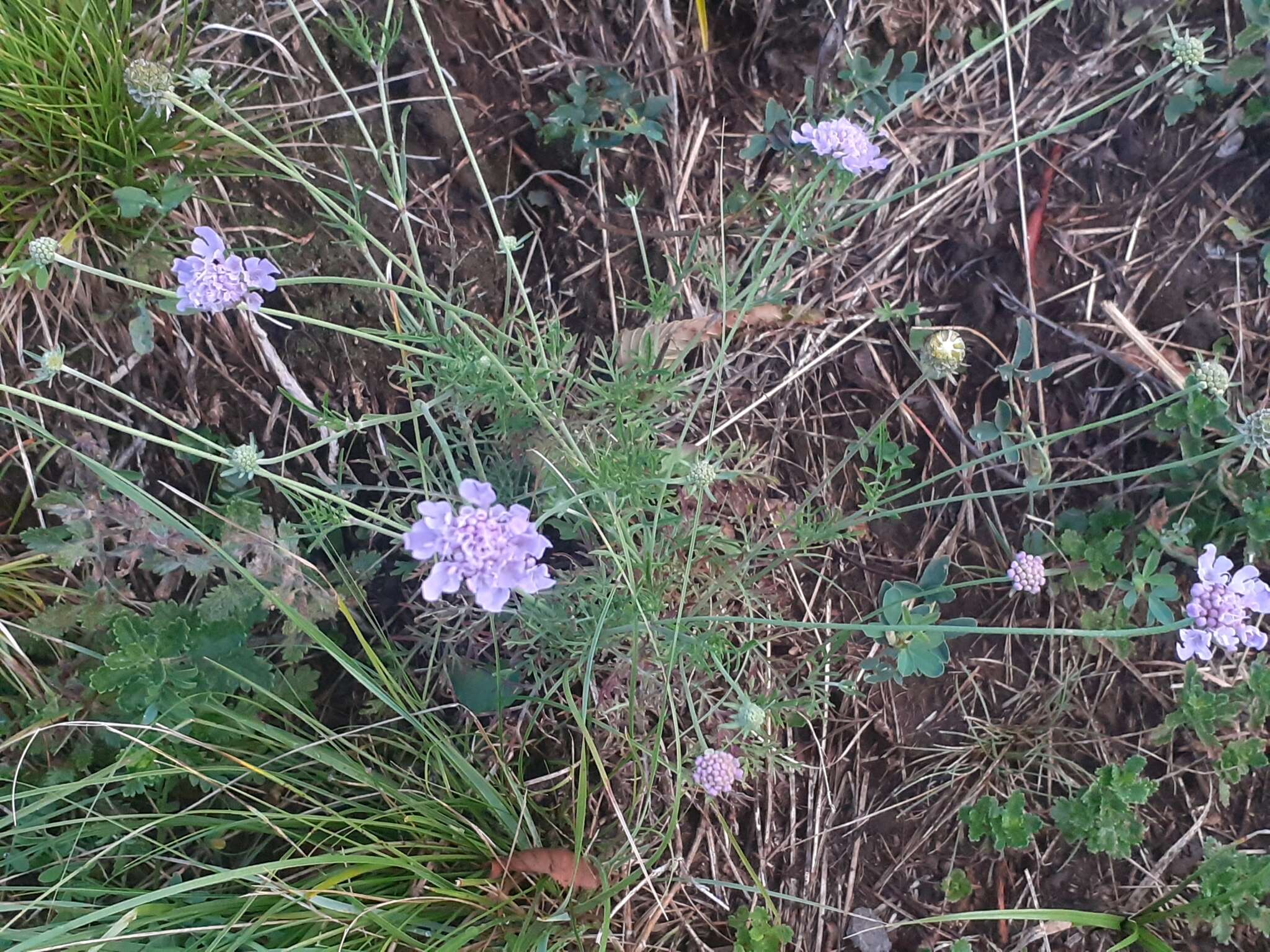 Image of Scabiosa triandra L.