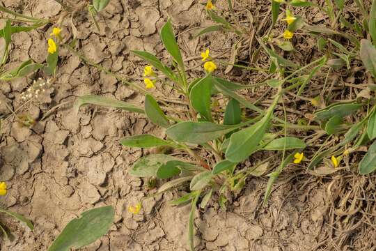 Plancia ëd Scorpiurus muricatus L.