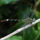 Image of Onychogomphus aequistylus Selys 1892