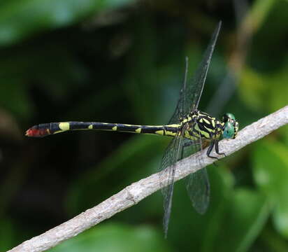 صورة Onychogomphus aequistylus Selys 1892