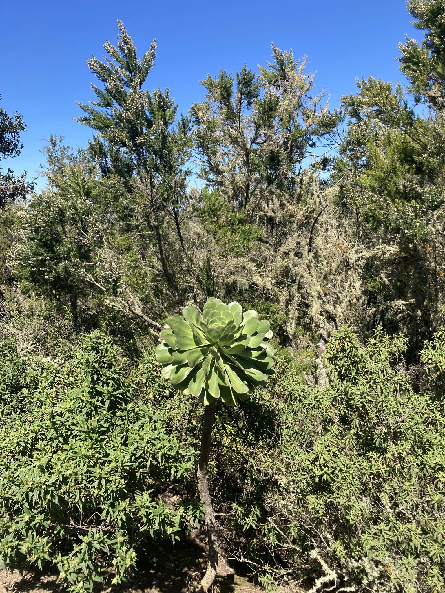 Image of Aeonium urbicum (Chr. Sm. ex Hornem.) Webb & Berth.