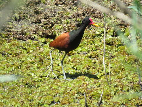 Image of Wattled Jacana