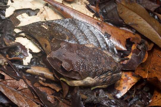 صورة Leptobrachium montanum Fischer 1885