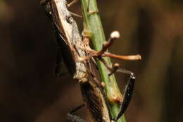 Imagem de Melanacanthus margineguttatus Distant 1911