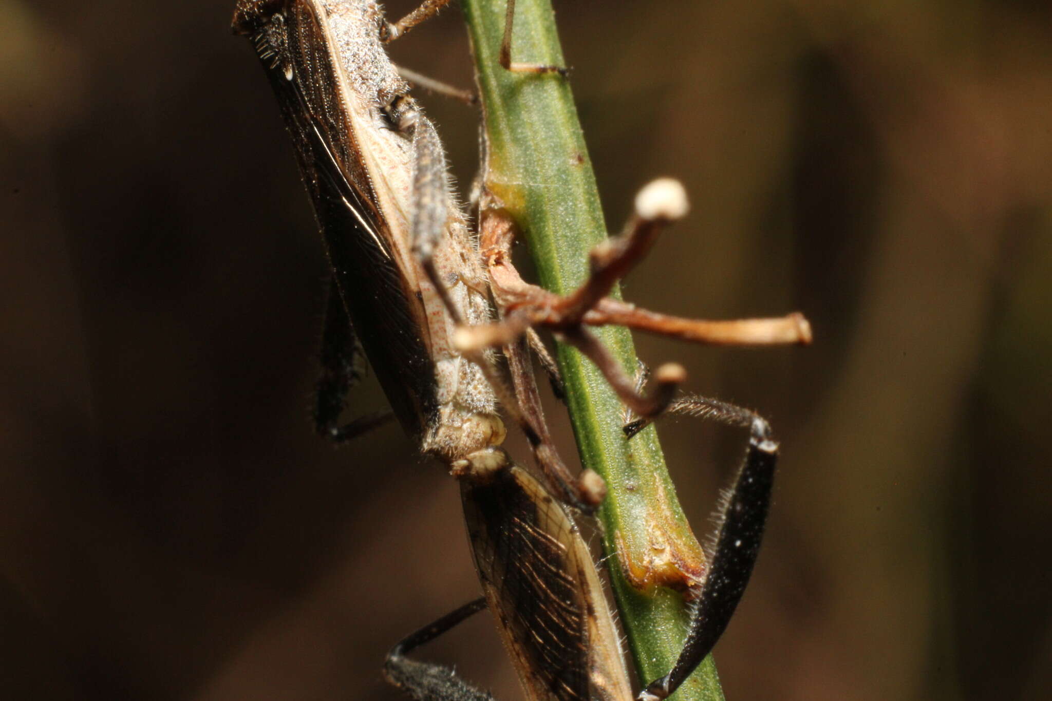 Imagem de Melanacanthus margineguttatus Distant 1911