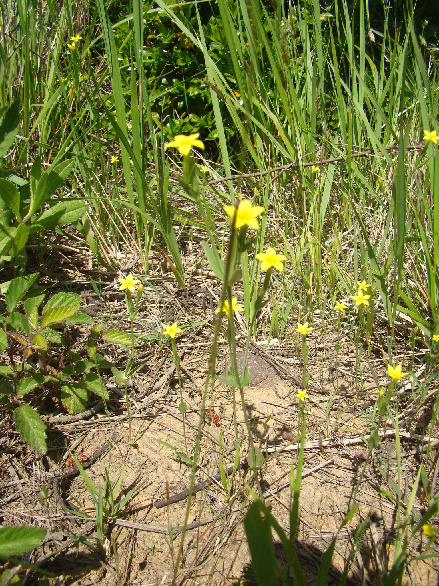 Image of Yellow centaury