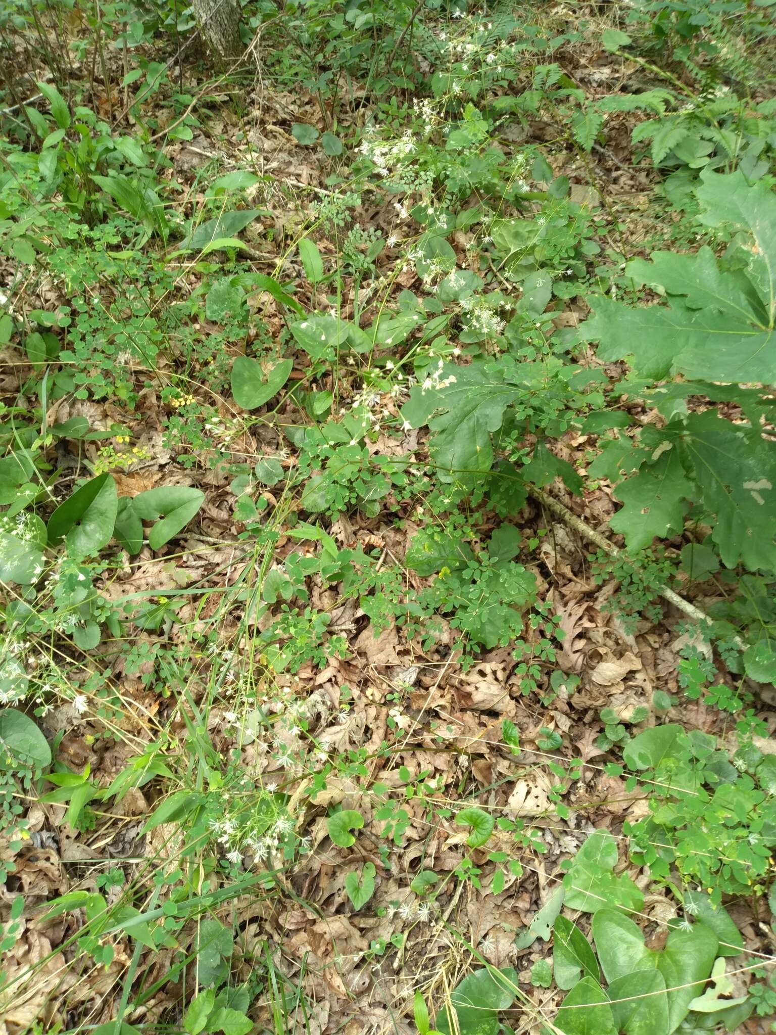 Image of Small-Leaf Meadow-Rue