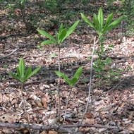 Sivun Magnolia tripetala (L.) L. kuva