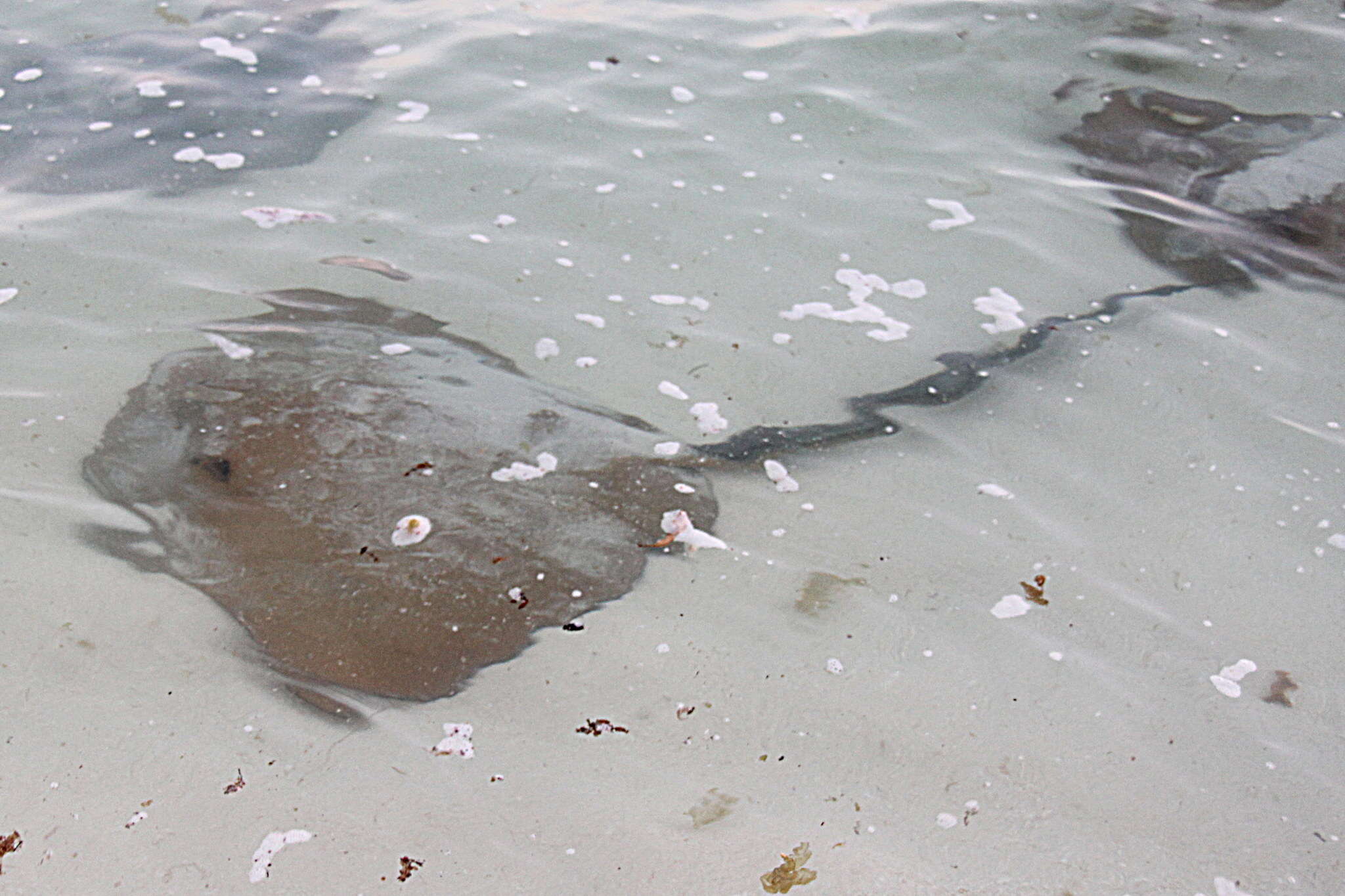 Image of Broad cowtail ray