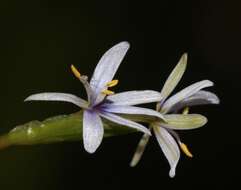 Image of Heteranthera zosterifolia Mart.