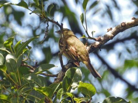 Image of Olivaceous Elaenia