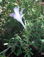 Image of Barleria pretoriensis C. B. Cl.