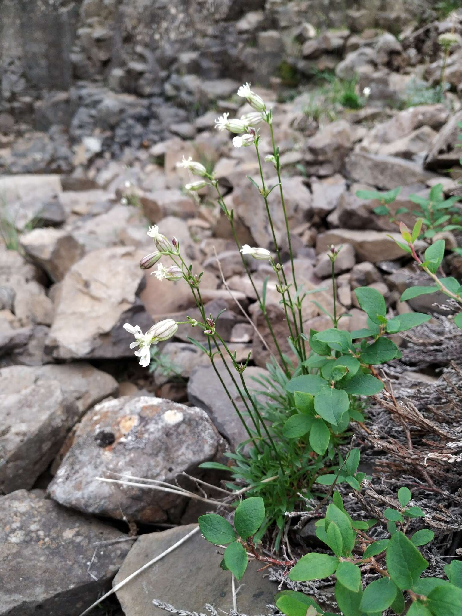 Image of Silene paucifolia Ledeb.