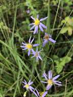 Image of slender aster