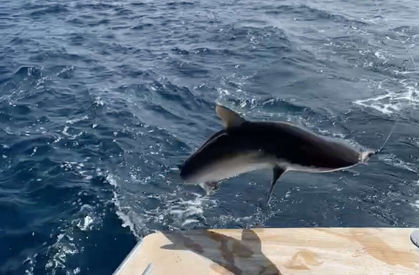 Image of Silky Shark