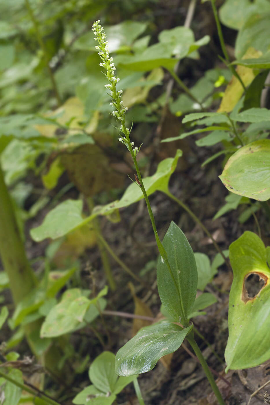 Image of Platanthera chorisiana var. elata Finet