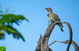 Image of Gilded Flicker