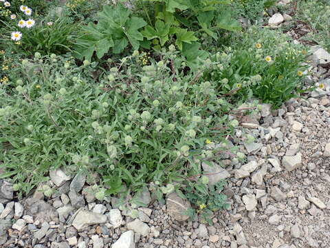 Phacelia leptosepala Rydb.的圖片